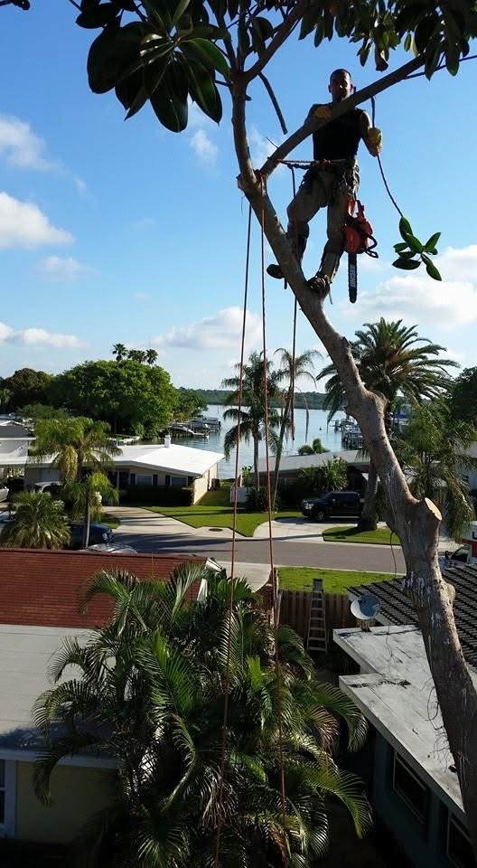 Scotty working high in a tree with climbing ropes