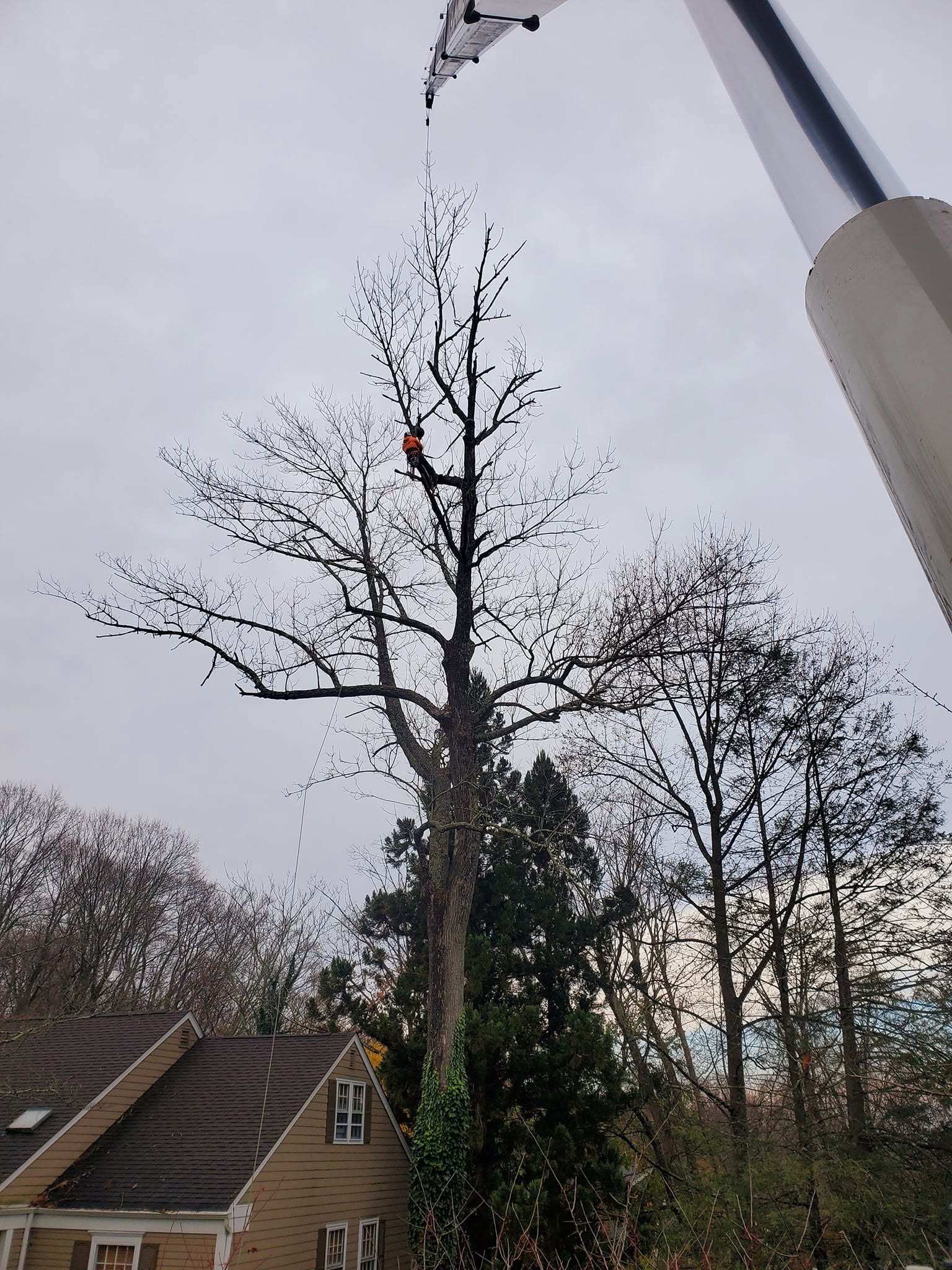 Climber in a dead tree with crane above