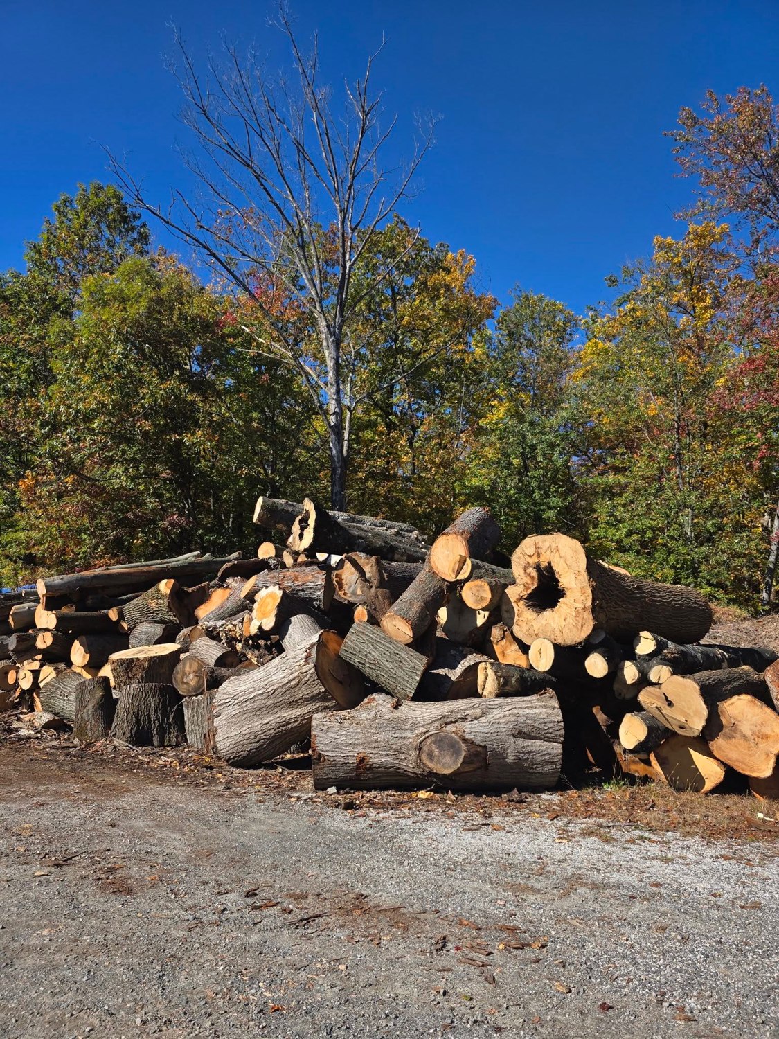 Actual mixed hardwood logs available through Scotty Tree Experts for local delivery