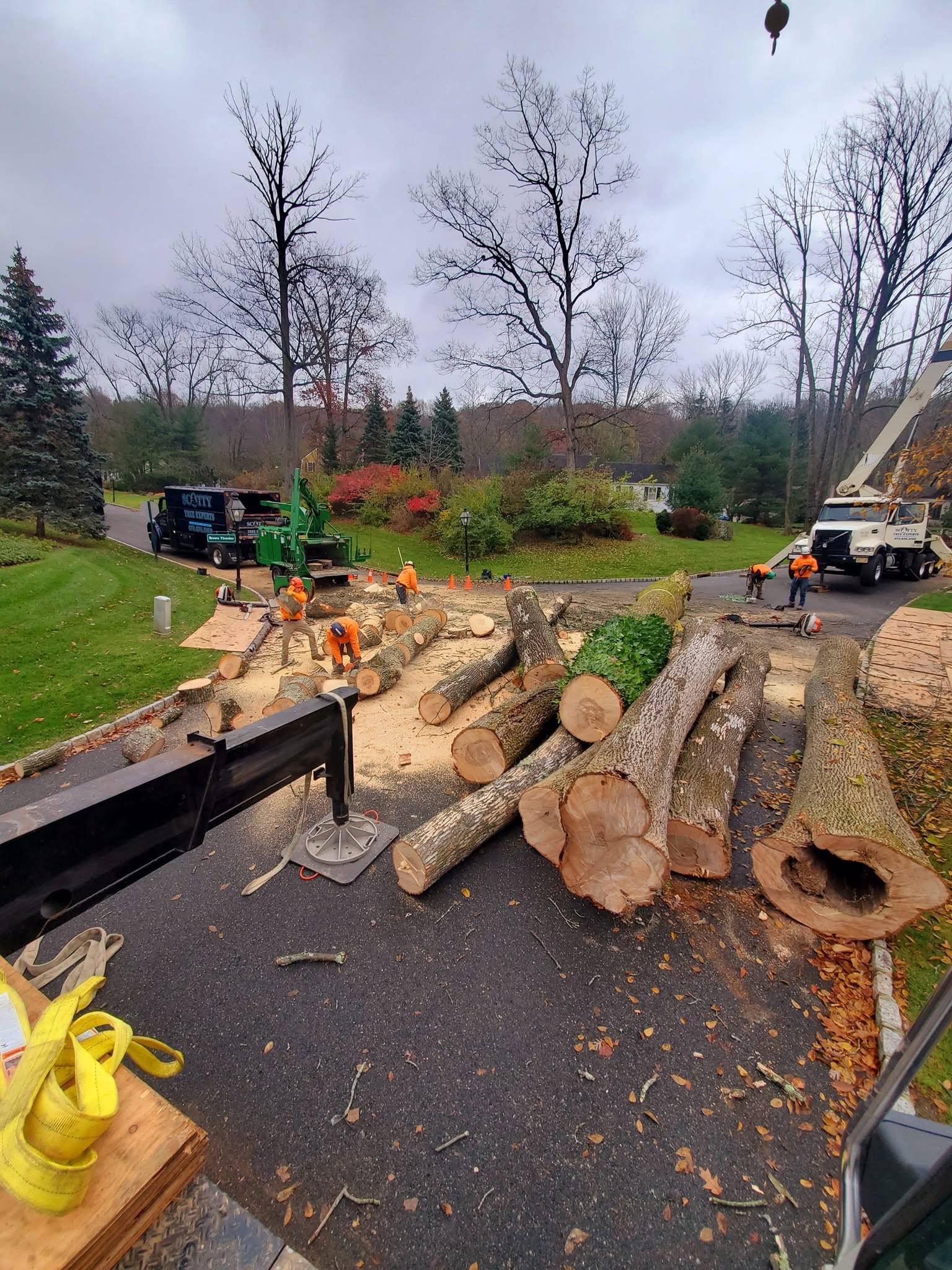 Large tree removal project with crew and logs in driveway