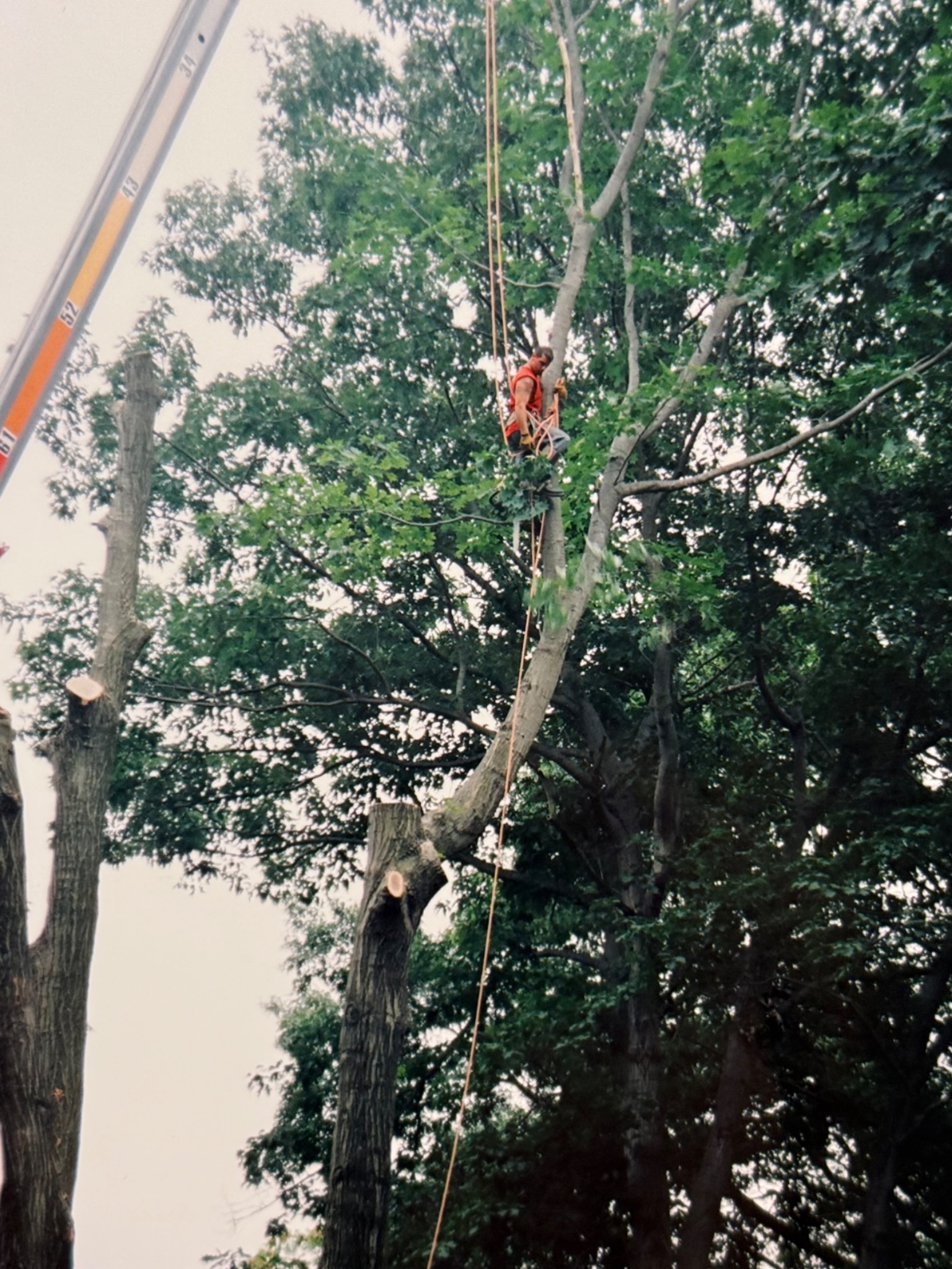 Archival photograph of Scotty climbing and working in a tree earlier in his career