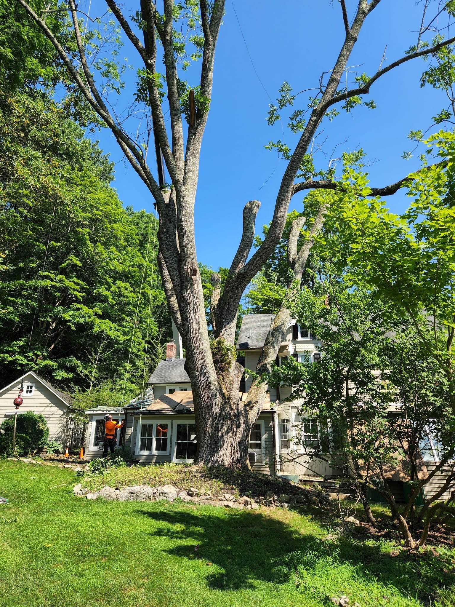 Large residential tree partly dismantled during removal
