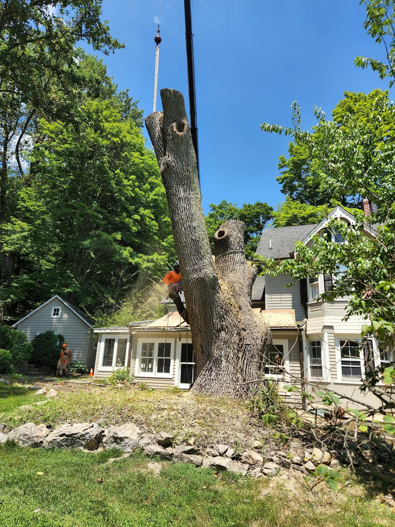 Large residential tree with a crew preparing a staged removal