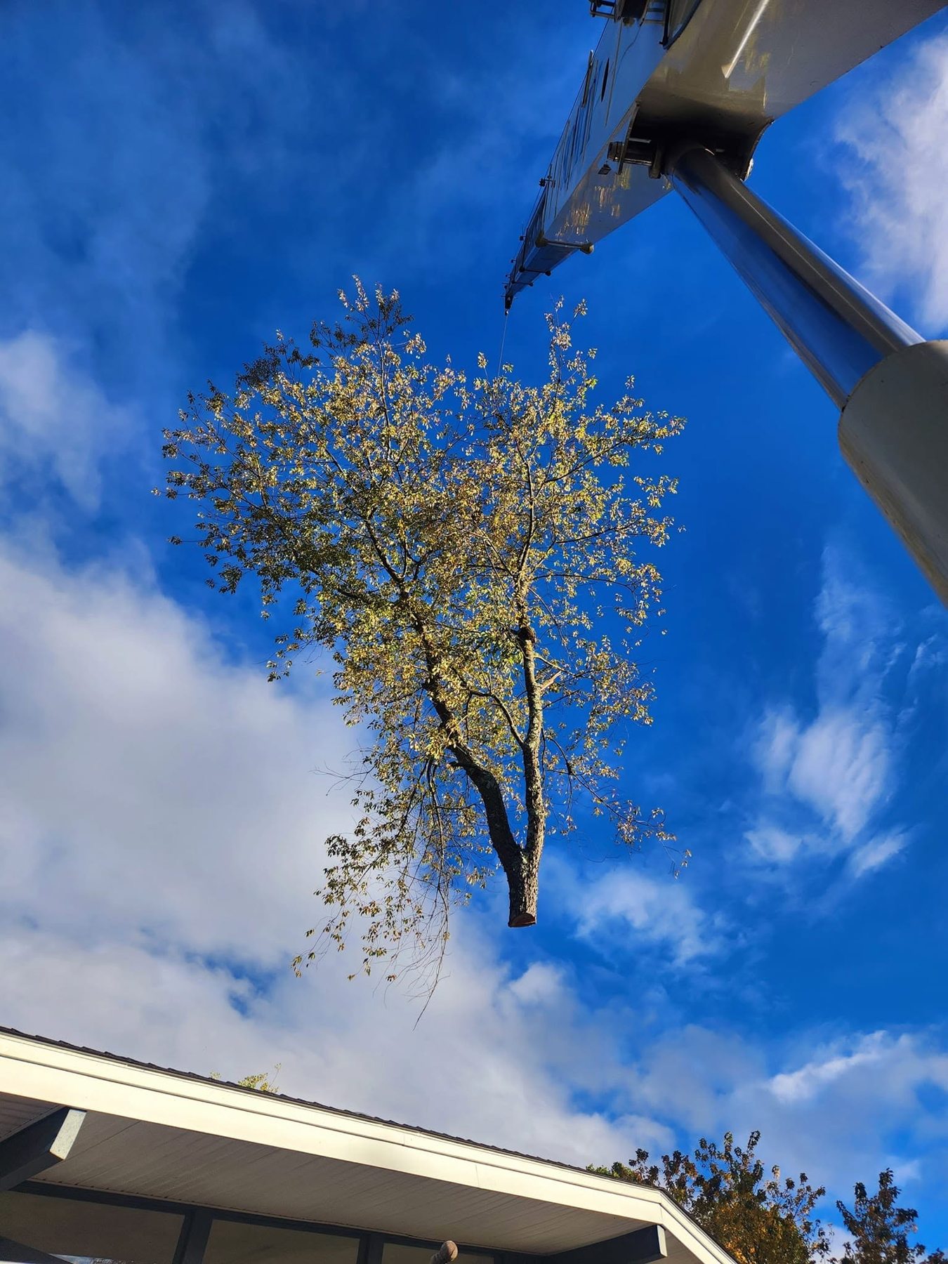 Tree section being lifted by crane above a residential roof