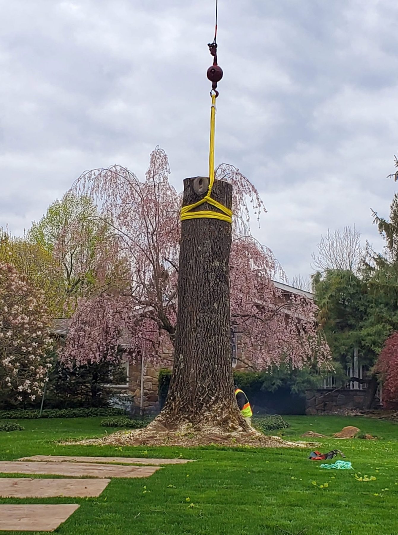 Crane straps securing a large tree trunk for controlled removal